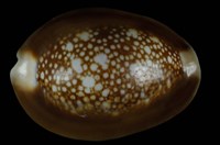 藏品(雪山寶螺)的圖片